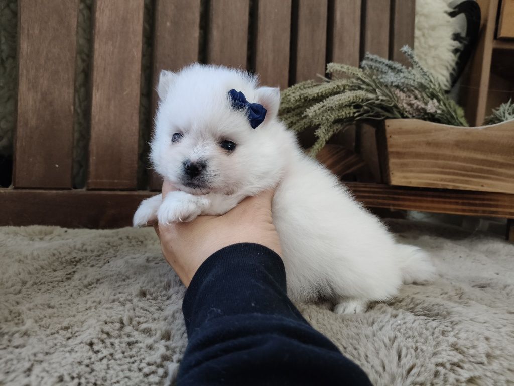 Spitz alemão -  branquinha