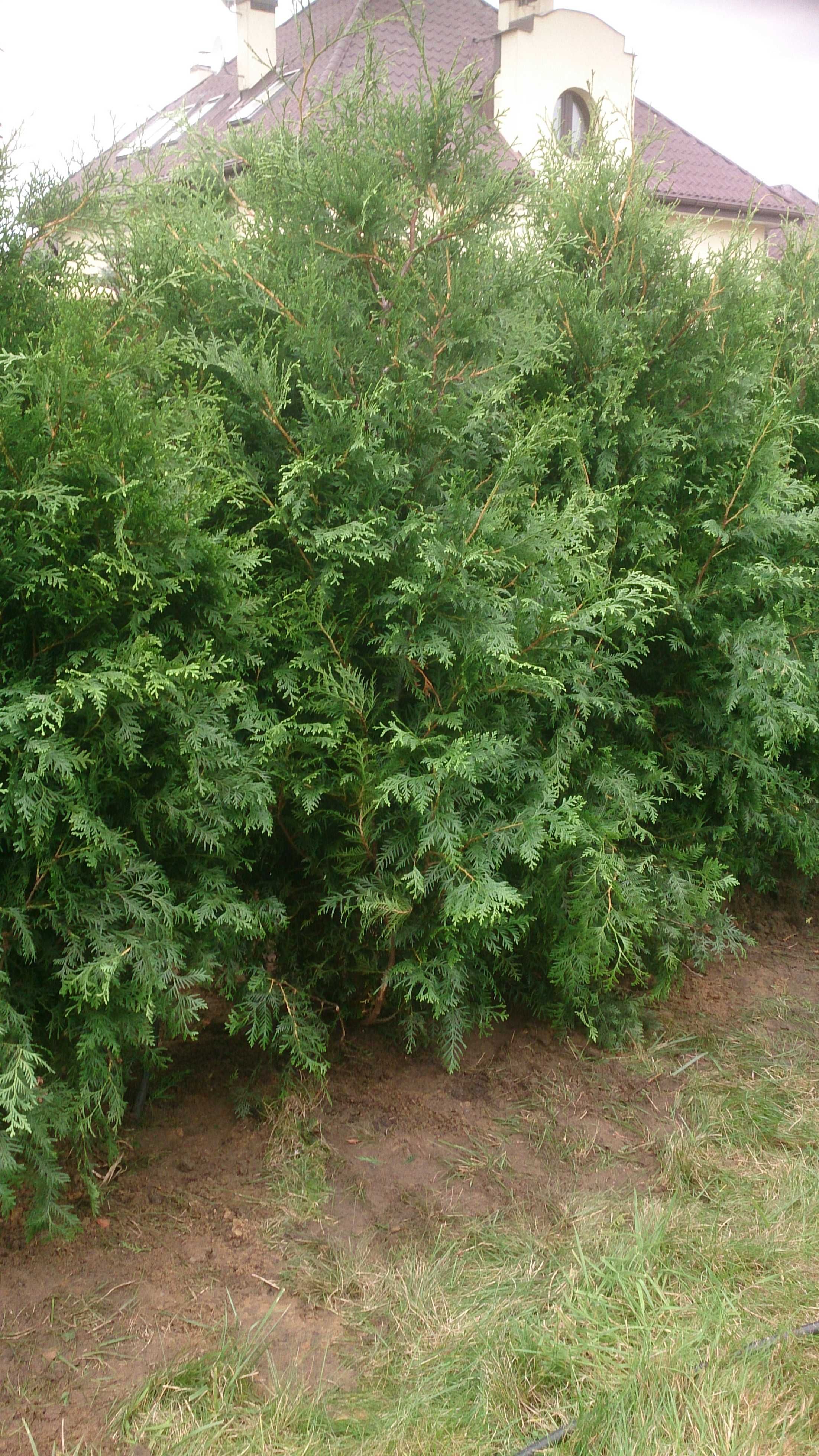 Tuja thuja tuje brabant 100cm-300 cm sadzimy wozimy . Producent.