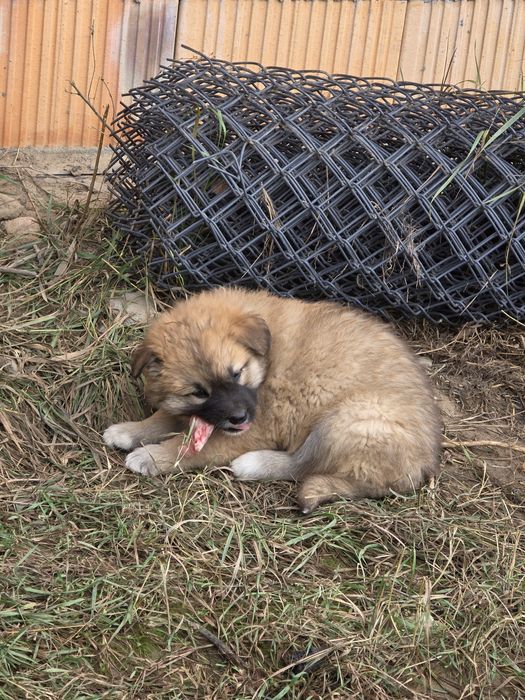 Pieski - owaczrek podhalański