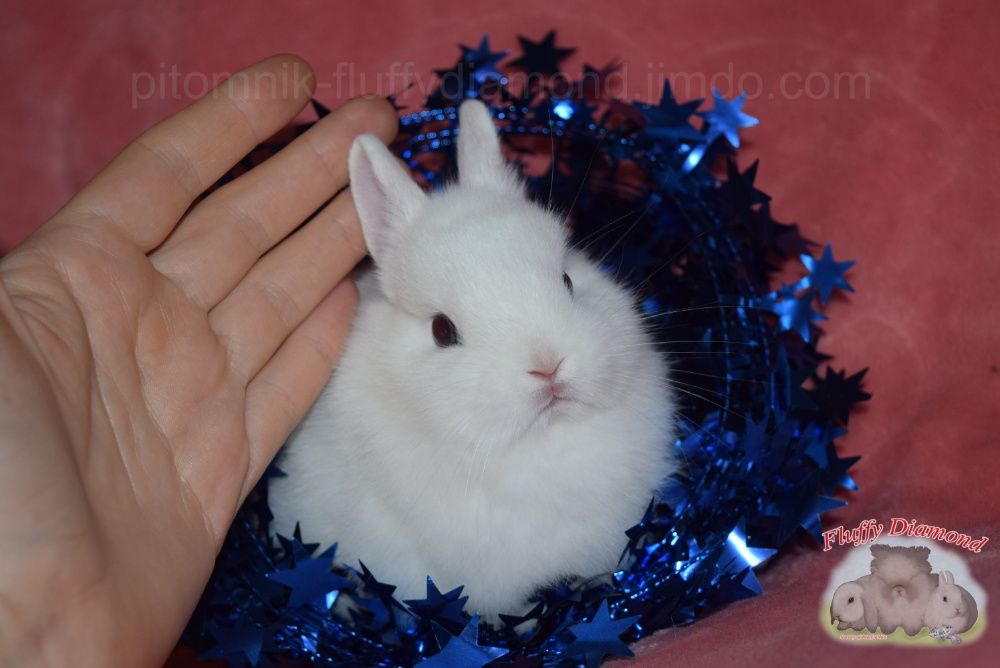 Чистопородные гермелины из питомника Fluffy Diamond.Самые маленькие