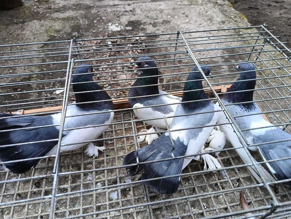 Gołębie ozdobne Astrachańskie Lotne