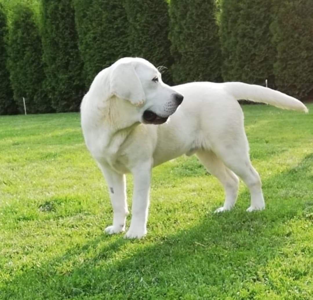 Labrador retriever Piesek pochodzenie fci na kolanka
