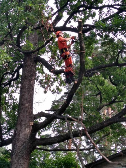 Видалення,спил дерев, кронування,чистка,покіс трави