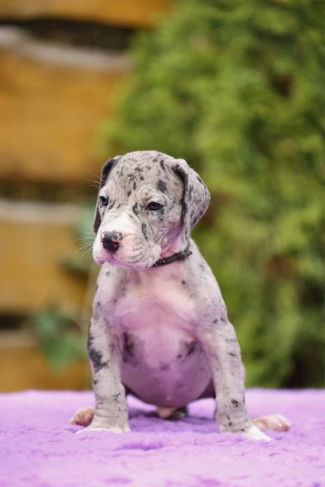 Dog niemiecki, samiec, merle, FCI