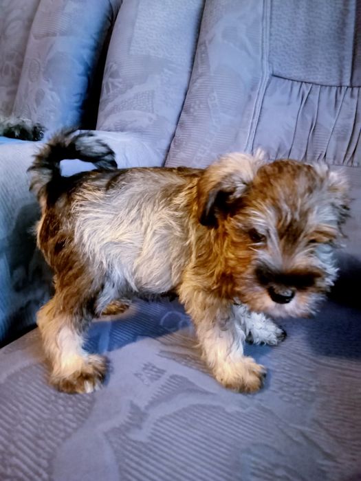 Sznaucer miniaturowy sól -pieprz z rodowodem piesek