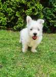 West Highland White Terrier suczka