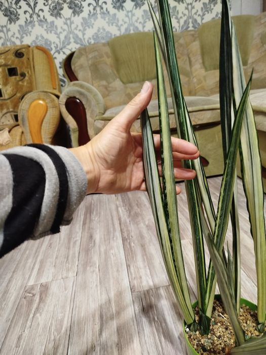 Сансевієрія Бентель сенсейшн, сансевиерия, сансев'єра.