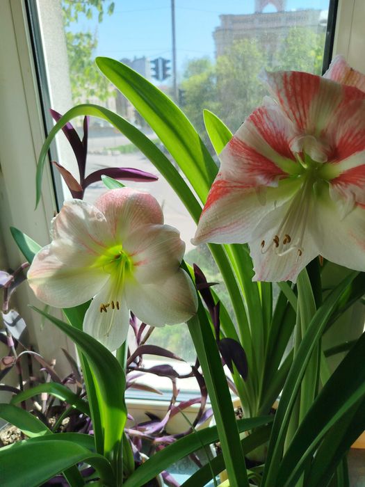 Гиппеаструм Клоун *Clown*, *Apple Blossom* , *Dancing Queen*