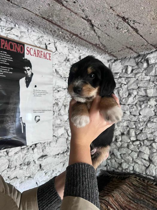 Oddam pieski w dobre ręce