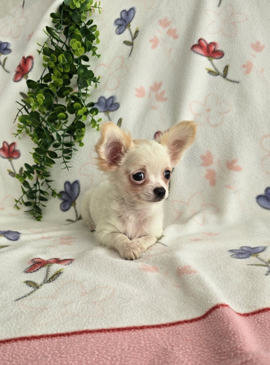 Mini Tesourinho semi pelo Chihuahua/Chiuaua LinhagemRussa. Qualidade