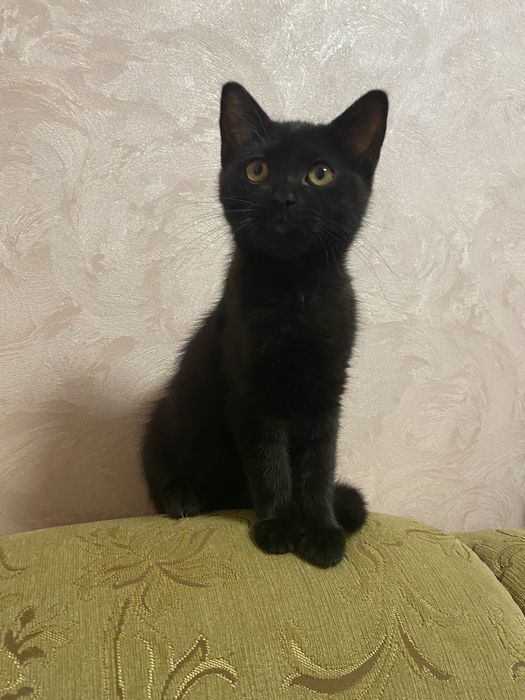 Прямоухая породистая шотландская кошка