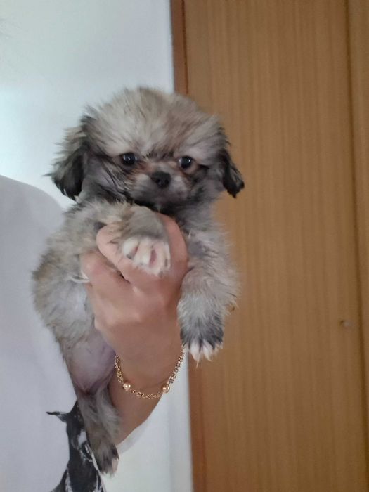 Pequines femea linda