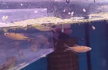 Danio malabarskie albinos