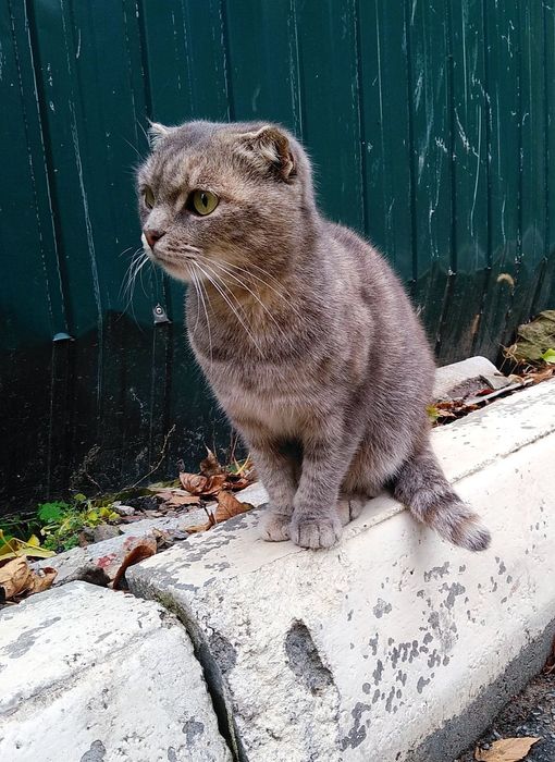 Отдам молодую кошку, метиса шотландской вислоухой