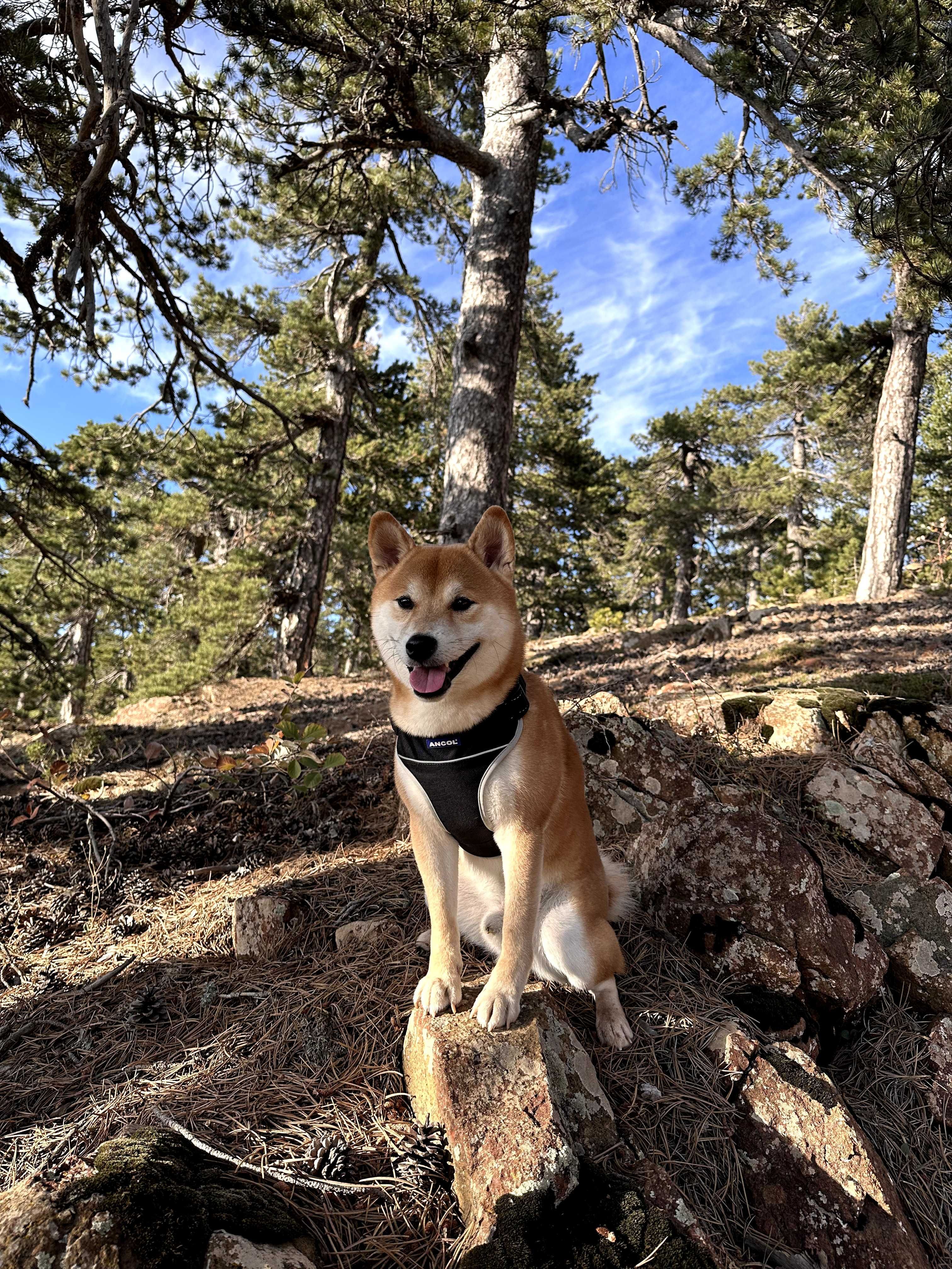 Przystojny chłopiec rasy Shiba Inu szuka narzeczonej!