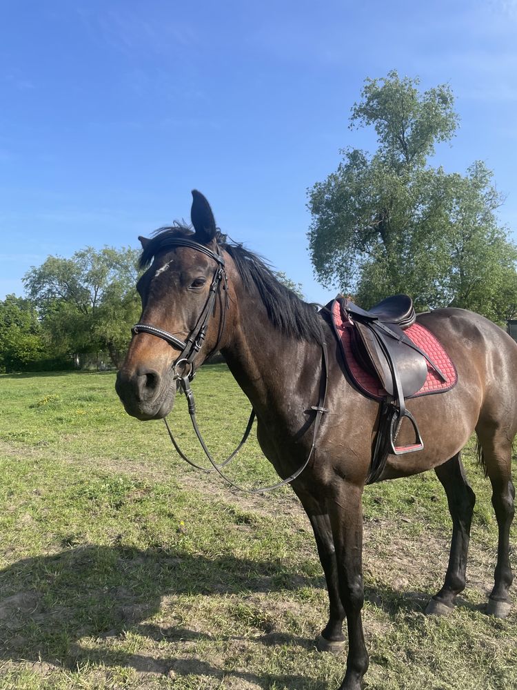 Malinowy czaprak eskadron pony ujeżdżeniowy