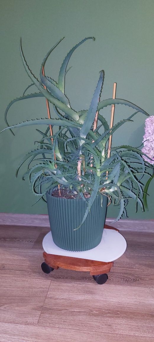 Wielki aloes z doniczką