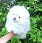 szpic miniaturowy pomeranian dziewczynka
