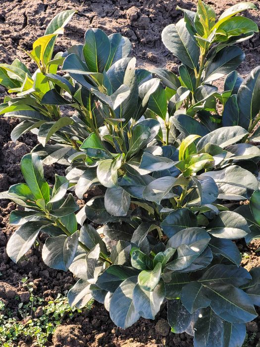 Laurowiśnia # tuja Szmaragd# żywopłot