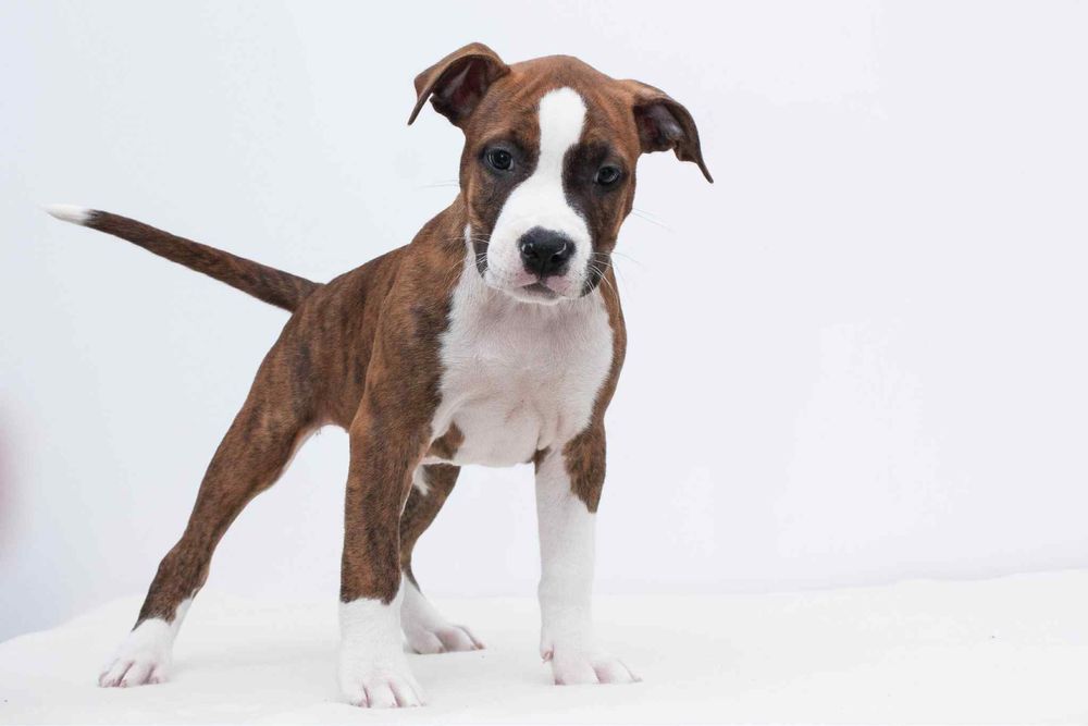 AMSTAFF American Staffordshire Terrier