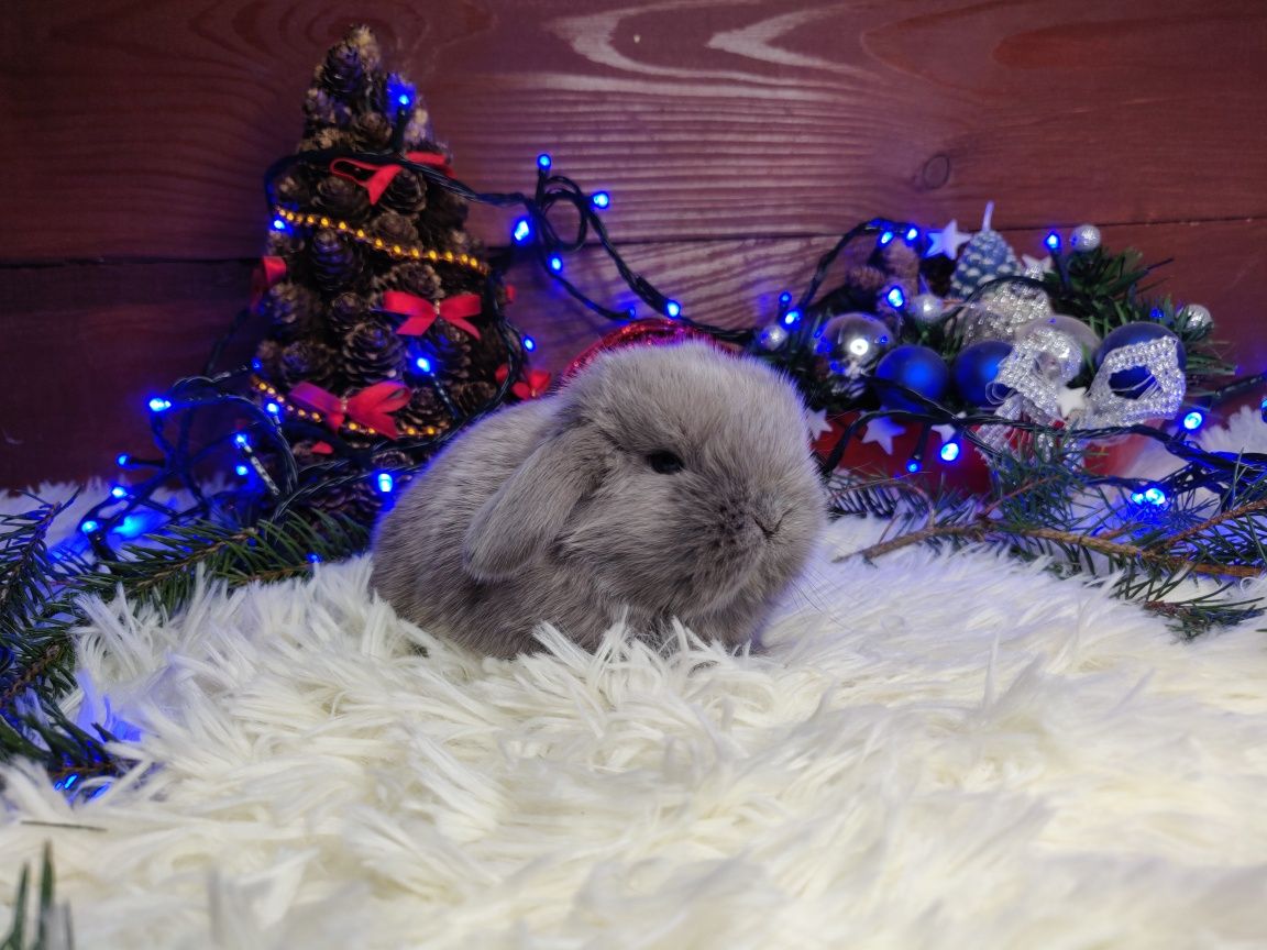 Króliczki Mini Lop. Piękne maluszki.