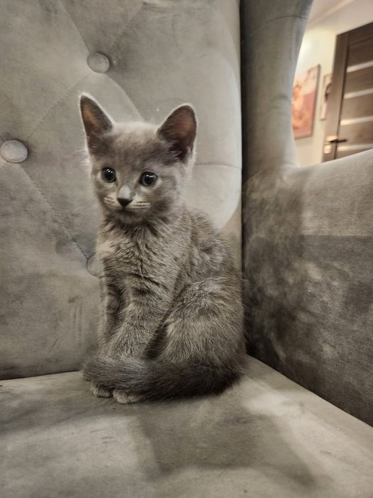 Kocurek rosyjski niebieski