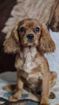 Cavalier King Charles Spaniel Piesek