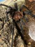 Ptasznik Bumba Horrida Samiec ADULT