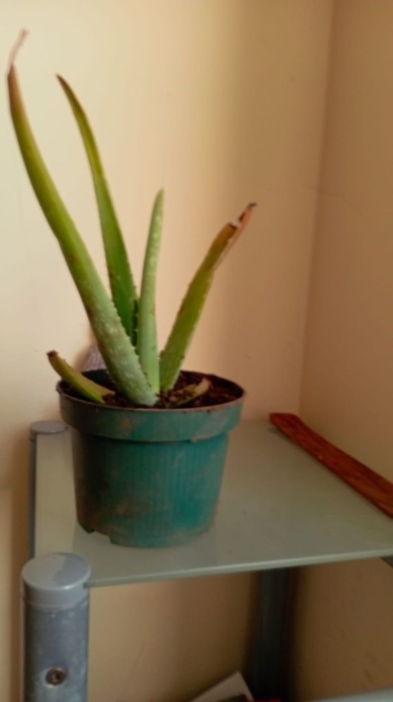 Plantas diversas