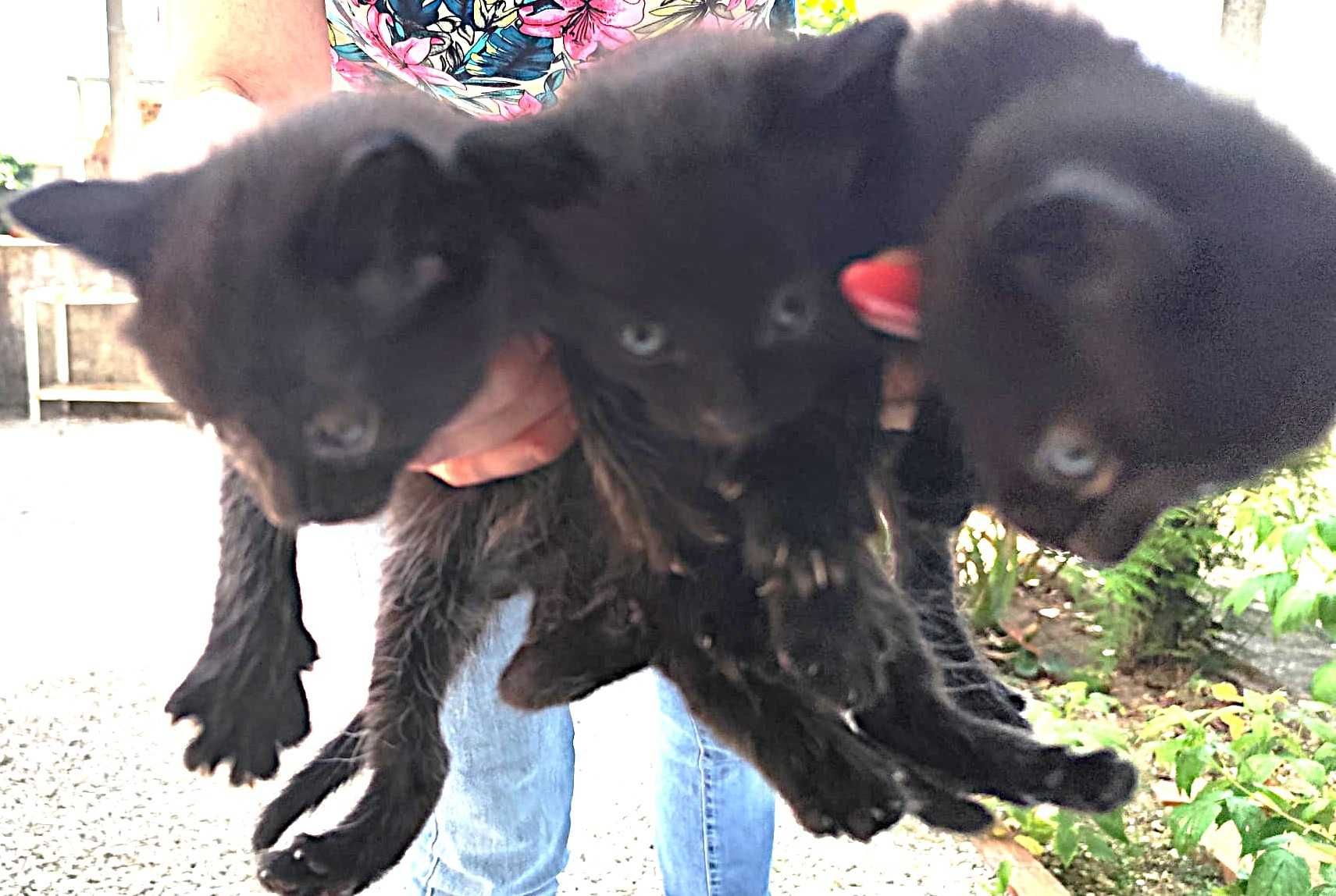 gatinhos/as pretinhos europeios e tuxedo em adopção responsável 1 mês.