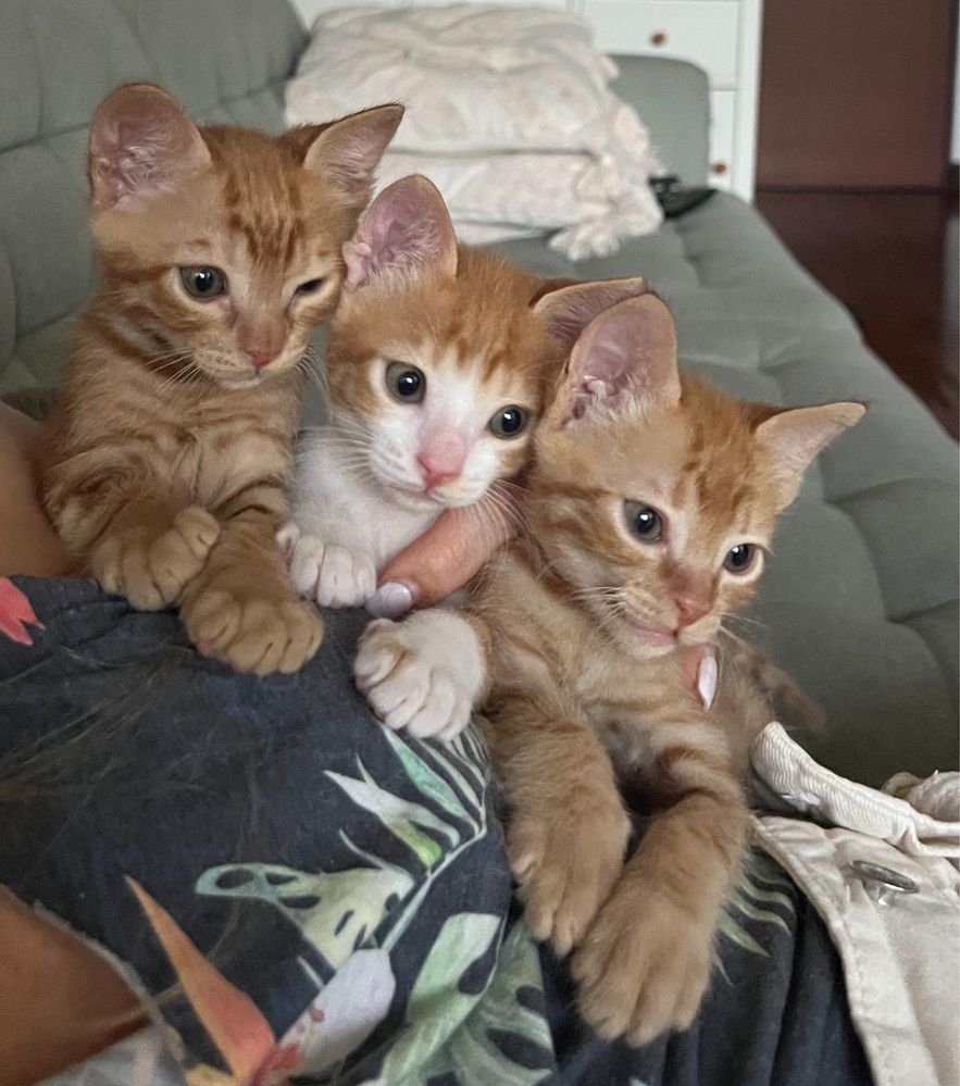 Gatos bebes para adoção responsavel