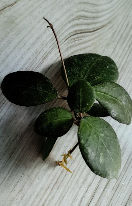 Hoya ovatifolia rosnąca