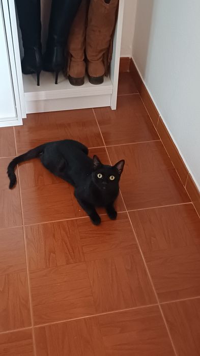 gatinha para adoção responsável