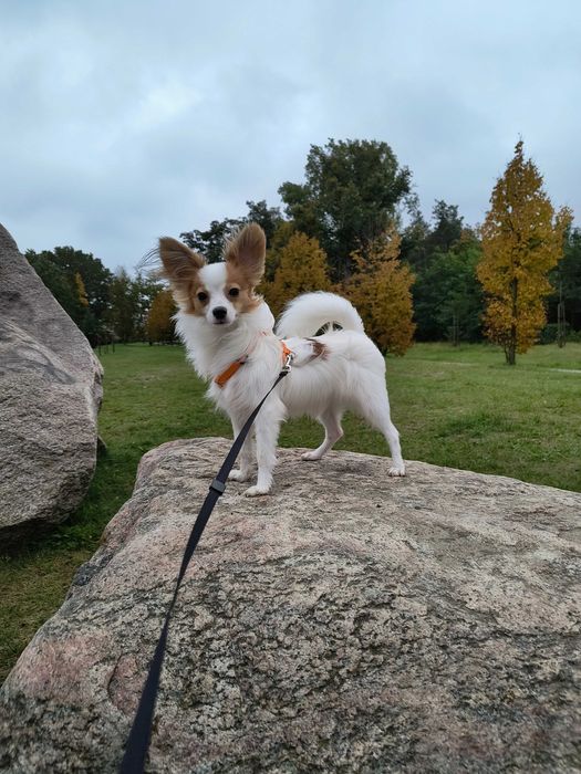 Papillon piesek import