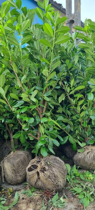 Laurowiśnia Novita - Bardzo Duże Sadzonki