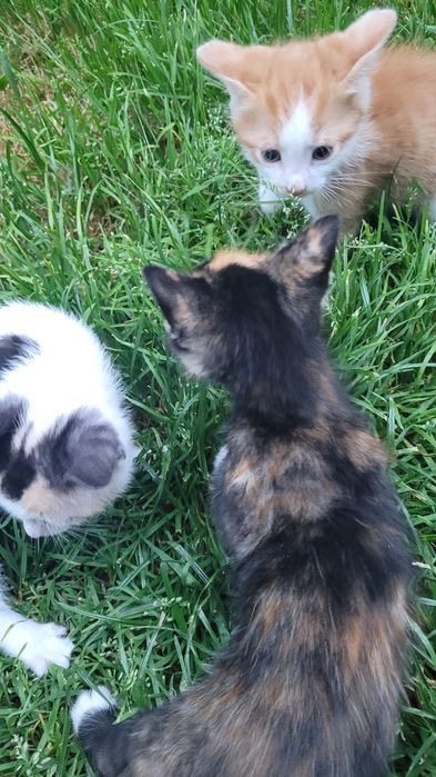 Кошенята шукають люблячий дім