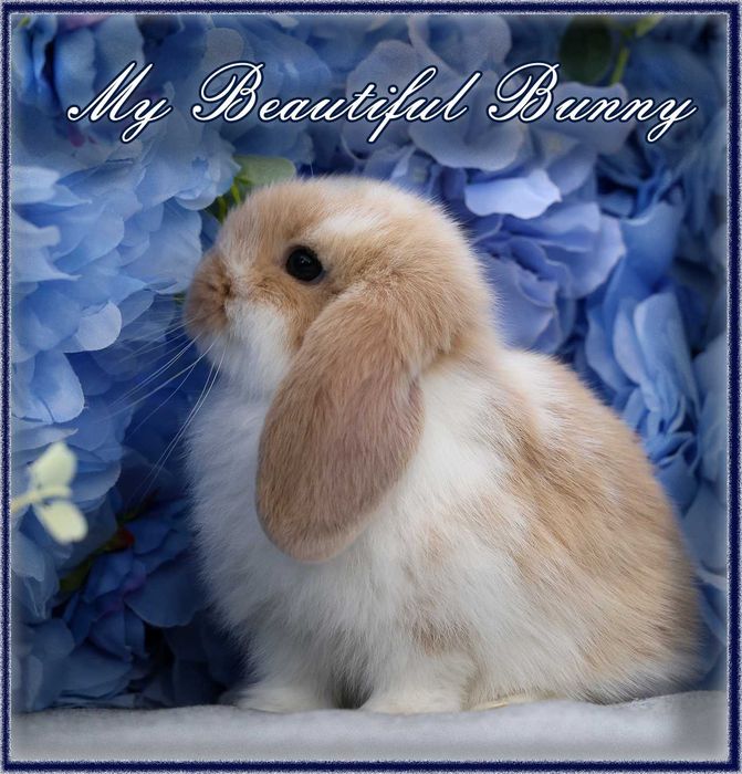Mlody Krolik Mini Lop - Cream Butterfly