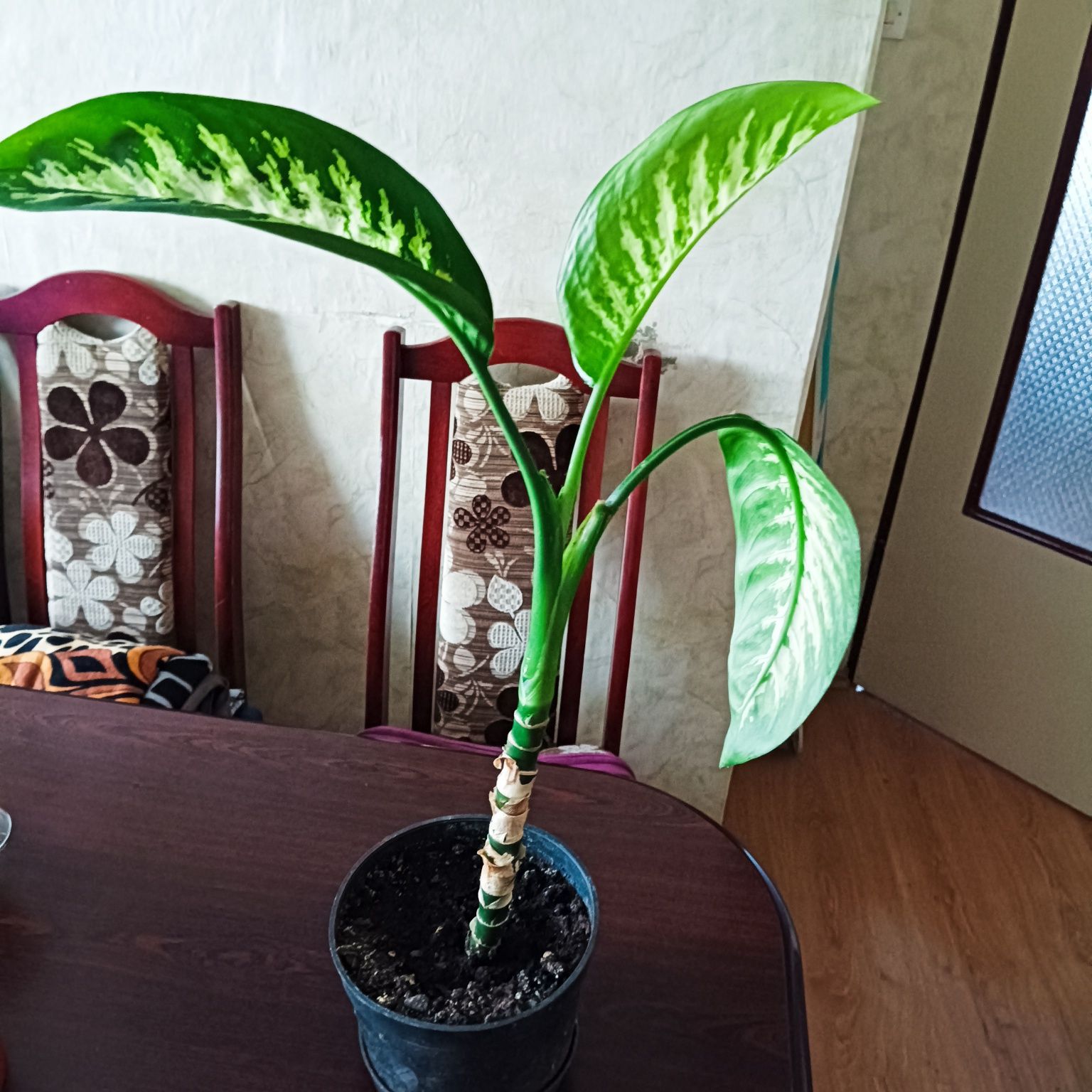 64. Diffenbachia