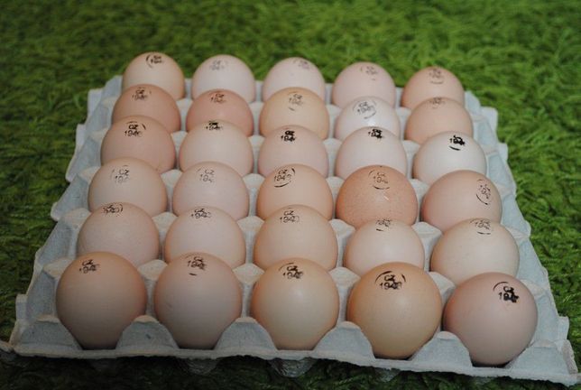 Инкубационные яйца бройлерной породы КОББ