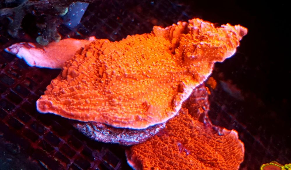 Montipora red talerzowa. Koralowiec . Akwarium morskie