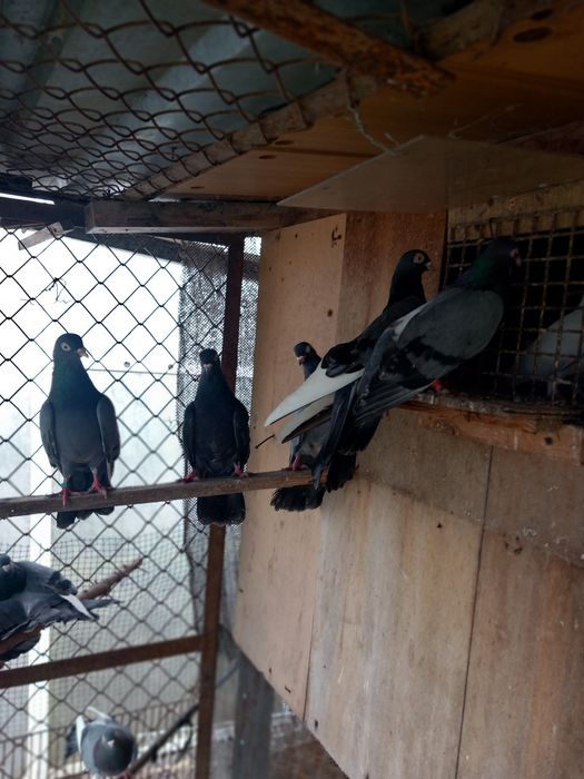 Gołębie zamojskie siwe wysokolotne