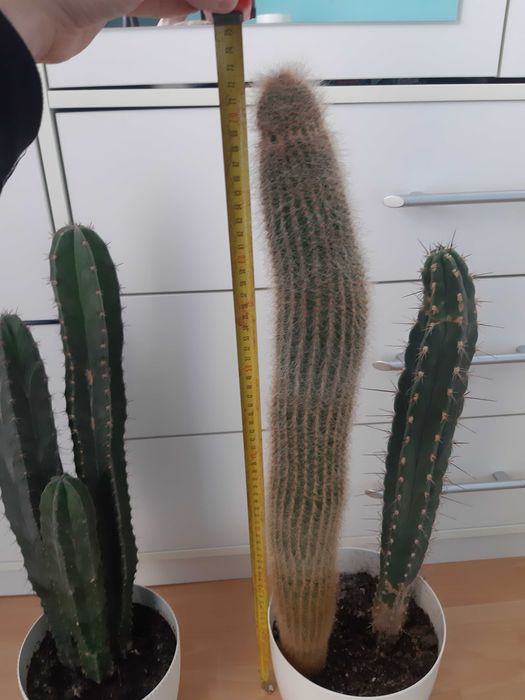 Dracena wonna, kaktusy duże, skrzydłokwiat