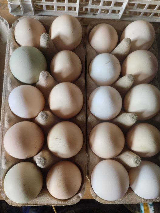 Jaja / jajka z własnego chowu