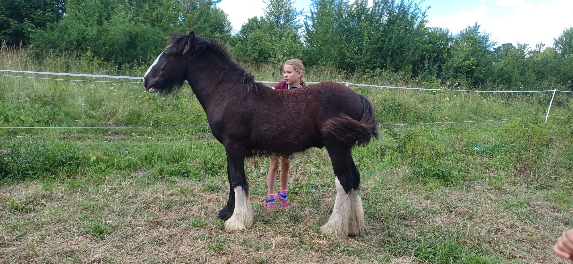 Ogierek gypsy/tinker/irish cob 6 miesięcy po championie