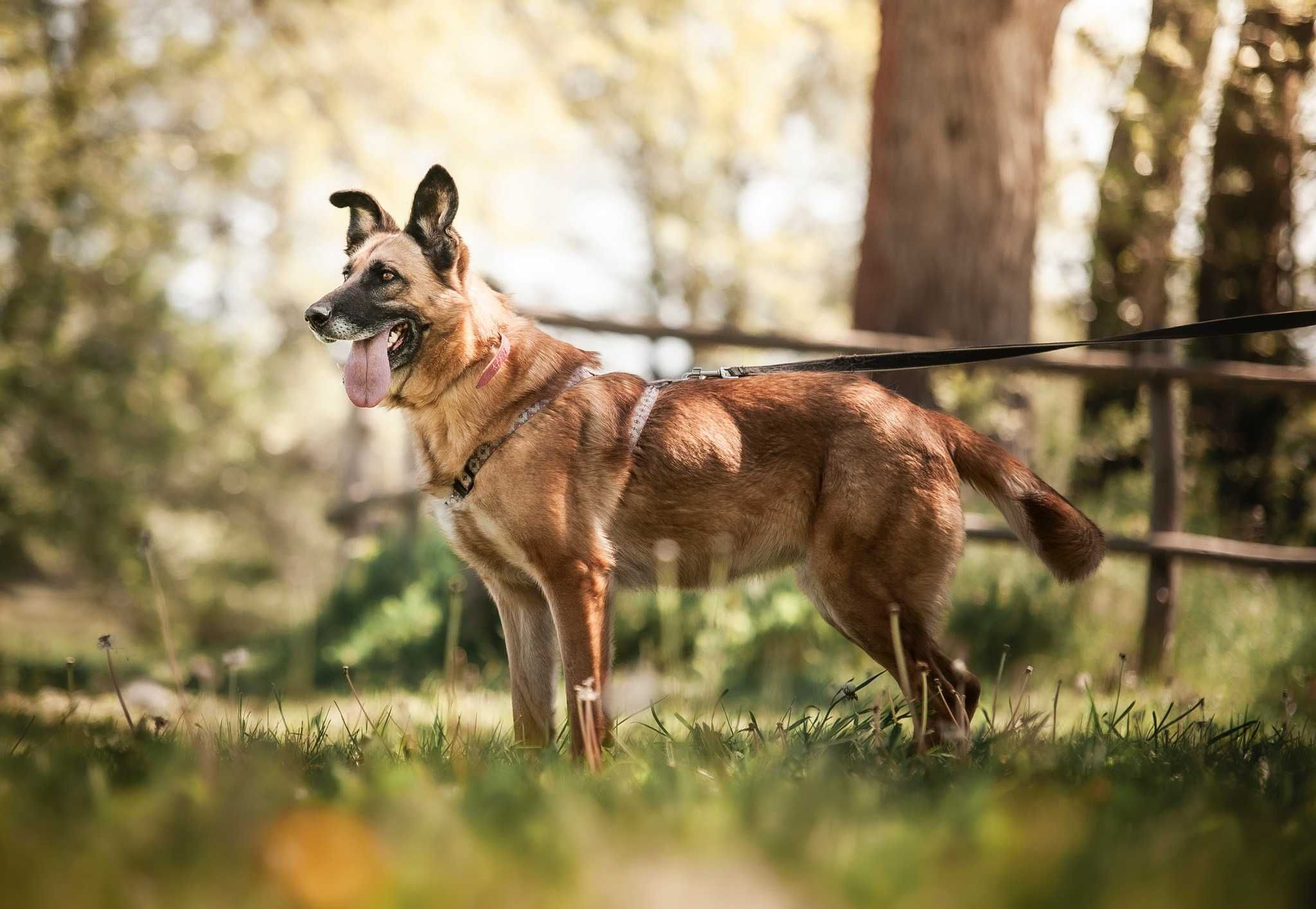 Bogini Wenus jak owczarka co kocha mizianie po brzuszku ADOPCJA