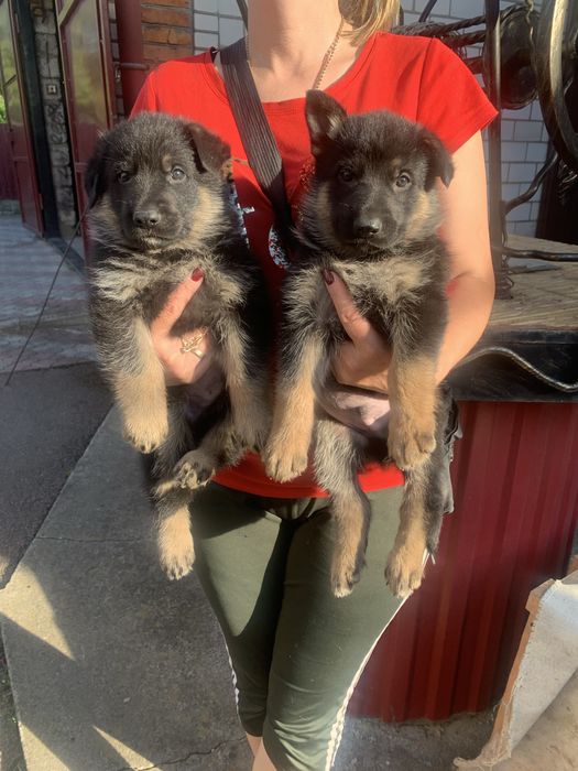 Продам цуценят Німецької вівчарки