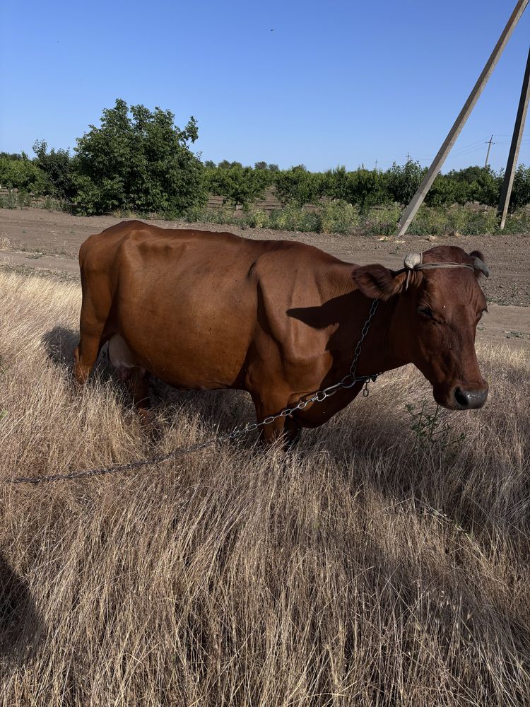 Продам хороших дійних корів