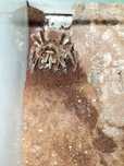 Theraphosa Stirmi
