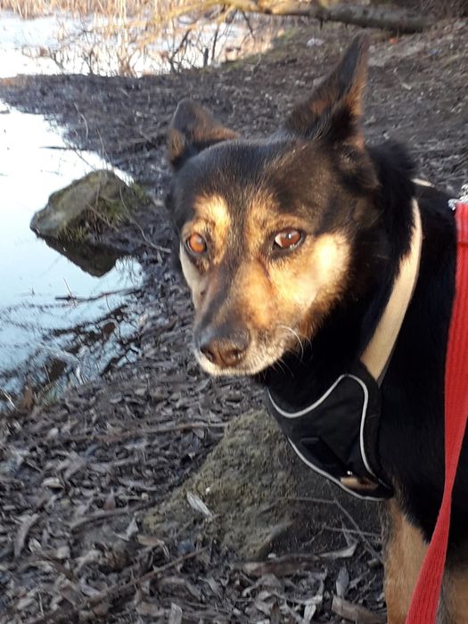 Dojrzała sunia do adopcji