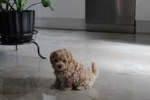 Piękny Piesek  Maltipoo z Rodowodem
